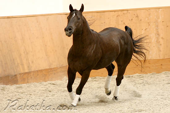 28_0129_quarter_horse